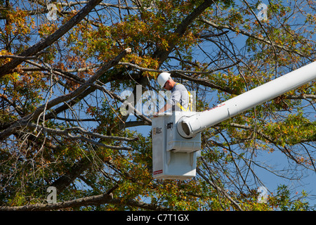 Utility worker cutting dead limbs from tree using a cherry picker, Franklin Tennessee USA Stock Photo