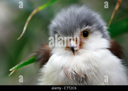Female African Pygmy Falcon (Polihierax semitorquatus) Stock Photo
