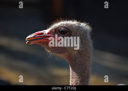 Ostrich, Los Angeles Zoo, California Stock Photo