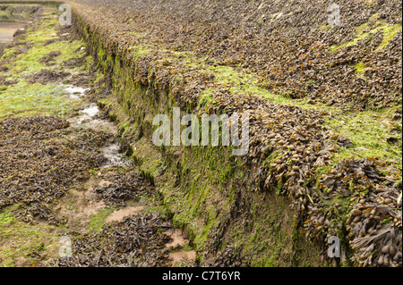 Exposed harbour wall at low tide covered in bladderwrack algae and Enteromorpha flexuosa making it very slippery and dangerous Stock Photo