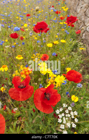 wild flowers in country cottage Stock Photo - Alamy