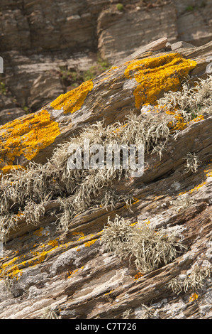 Orange sea lichen  Caloplaca marina , Xanthoria  parietina and  Ramalina siliquosa colonizing the upper shoreline zone seashore Stock Photo