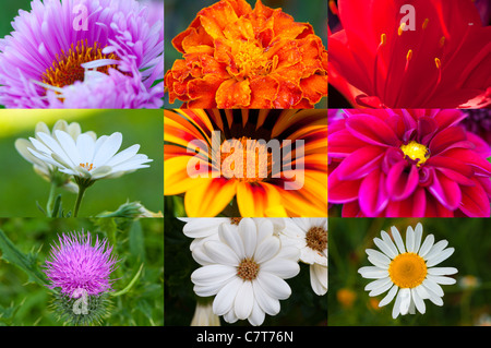 closeup on nine different flowers Stock Photo