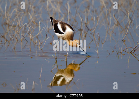 American Avocet Recurvirostra americana Klamath Falls, Oregon, United States 9 May Adult Male in breeding plumage. Scolopacidae Stock Photo