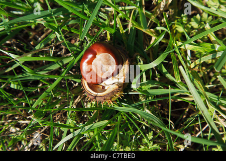 Single conker in shell on the ground Stock Photo