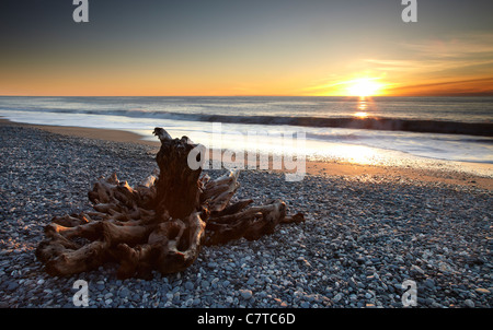 Gillespies Beach. Huge driftwood litters the pebble beach near Lake Matheson and Fox Glacier on the west coast of New Zealand. Stock Photo