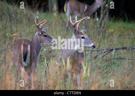 Two whitetail deer bucks looking to the side. Stock Photo