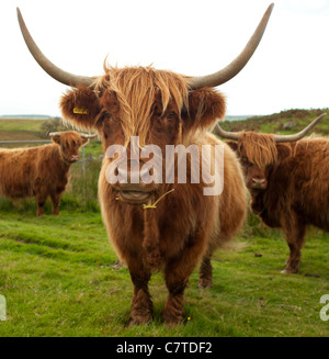 Long horns and a long shaggy coat beef cattle close up Stock Photo - Alamy