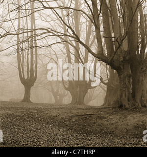 Old coppiced or pollarded beech trees (or possibly hornbeam) on a misty day in January in Epping Forest, Essex UK Stock Photo