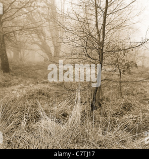 A young beech tree (or possibly hornbeam) on a misty day in January in Epping Forest, Essex Stock Photo