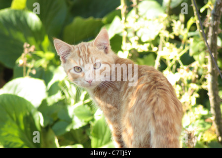 Ginger cat looking back Stock Photo