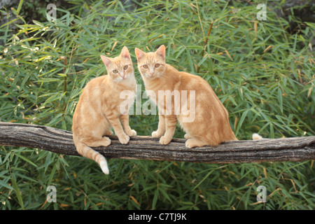 two ginger cats on beam Stock Photo