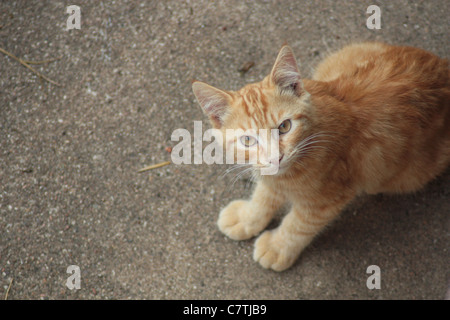 ginger cat looking up Stock Photo