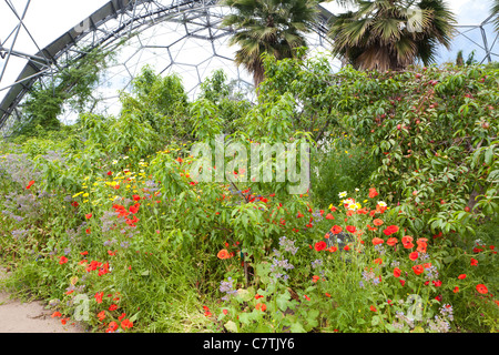 Inside the Mediterranean Biodome at the Eden Project, Bodelva, St Austell, Cornwall Stock Photo