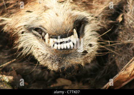 underside of a roadkill raccoon head showing the teeth and snout Stock Photo
