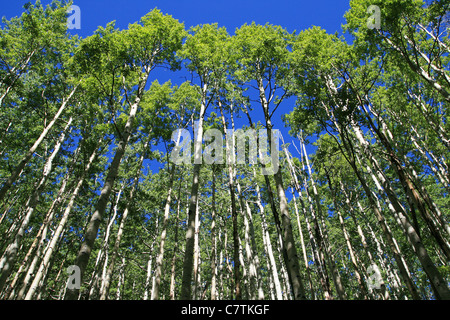 looking up towards the top of an aspen grove in the spring with fresh green leaves Stock Photo