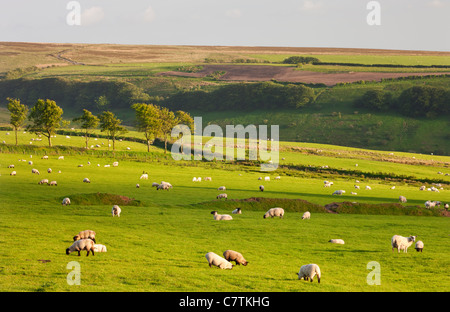 Sheep grazing on farmland in Exmoor, Somerset Stock Photo