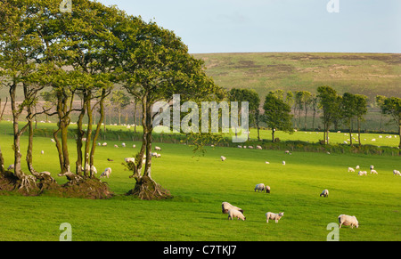 Sheep grazing on farmland in Exmoor, Somerset Stock Photo