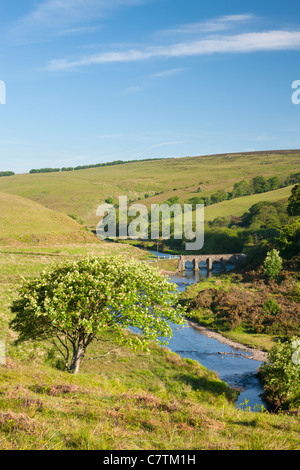 Summer Moorland Landscape by the River Barle at Simonsbath within ...