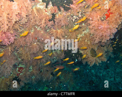 Rich and colourful coral reef under the sea of Maldives Stock Photo