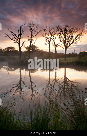 Magnificent sunrise behind dead trees and lake reflections, Morchard Road, Devon, England. Summer (July) 2011. Stock Photo