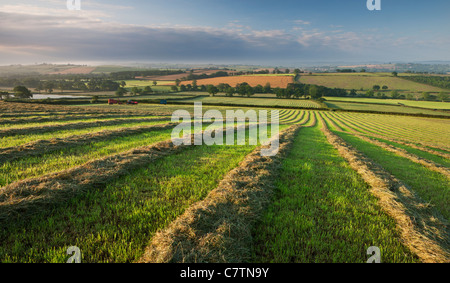 Freshly cut hay meadow, Morchard Bishop, Devon, England. Summer (July) 2011.