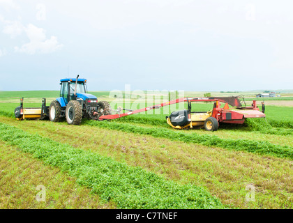 Mature alfalfa is mowed and windrowed on a farm in South Dakota. Stock Photo