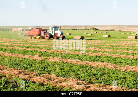 A tractor pulling a baling machine is at work producing square bales in an alfalfa field. Stock Photo