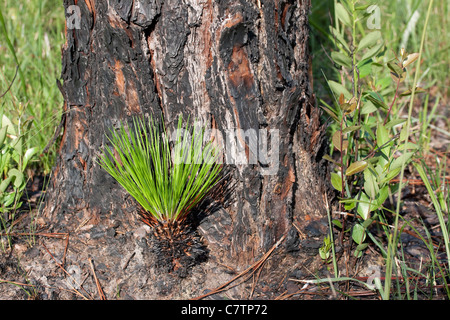 Longleaf Pine Pinus palustris cone germinating at base of mature Longleaf Pine Tree Florida USA Stock Photo