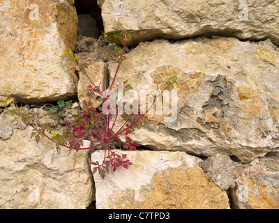 Wall in the Lapad Peninsular near Dubrovnic in Croatia Stock Photo