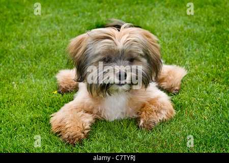 Shih Tzu lying on grass Stock Photo