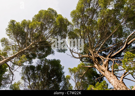 Maritime pines Stock Photo