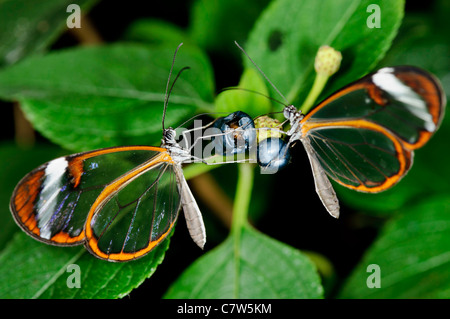 Glasswing Butterfly (Greta Oto)