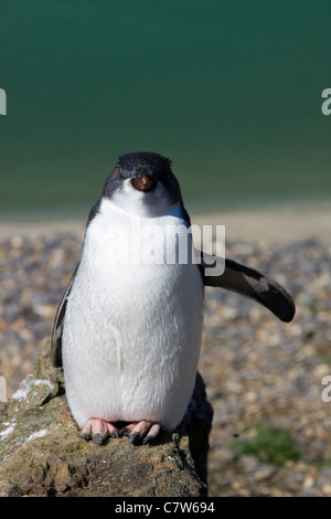 Penguin Sphenisciformes Spheniscidae Aquatic Stock Photo