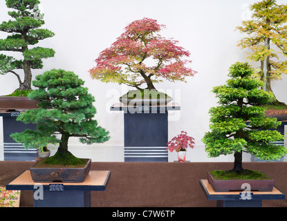 Malvern Autumn Show, England- superb bonsai display Stock Photo