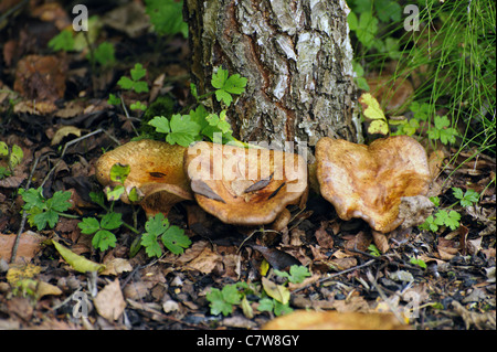 Mushrooms under the tree  ( Latin name Paxillus involutus) Stock Photo