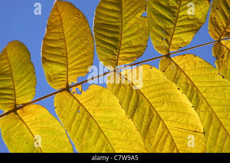 Branch of leaves of of Manchurian walnut (Júglans mandshúrica) in autumn colors on blue sky. Stock Photo