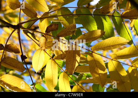 Leaves of Manchurian walnut (Júglans mandshúrica) in autumn colors over blue sky. Stock Photo