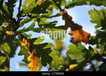 Oak leaves in autumn colors over sky. Stock Photo