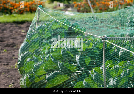 net protecting cabbage crop in allotment garden Stock Photo