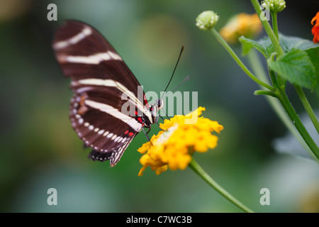Zebra Longwing Butterfly (Heliconius charitonius), feeding on a beautiful yellow and orange flower. Stock Photo