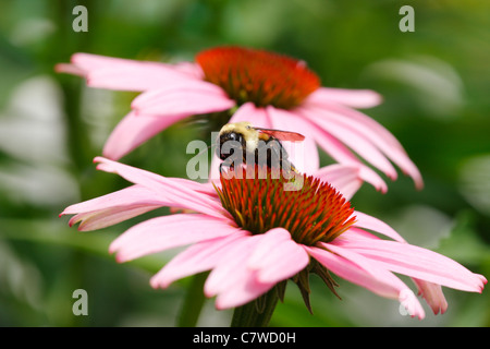 Bumble Bee (Bombus sp.) on a Purple Coneflower (Echinacea sp.) Stock Photo