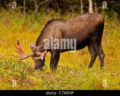 ALASKA, USA - Young bull moose, Alces alces Stock Photo