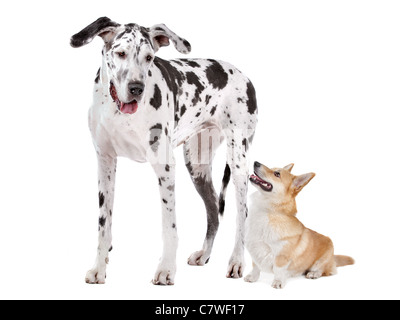 Harlequin Great Dane and a Pembroke Welsh Corgi dog in front of a white background Stock Photo