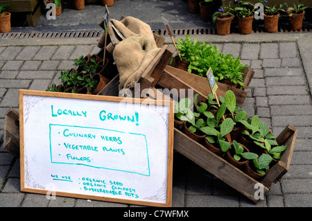 local locally grown organic herbs vegetables plants flowers farmers market food stall stand fair kinsale cork  display health Stock Photo