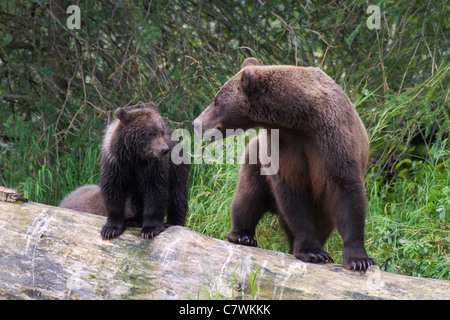 A Brown or Grizzly Bear, Chugach National Forest, near Seward, Alaska. Stock Photo