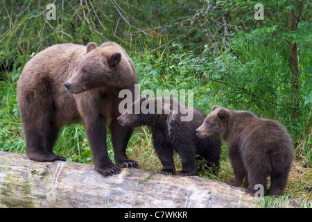 A Brown or Grizzly Bear, Chugach National Forest, near Seward, Alaska. Stock Photo