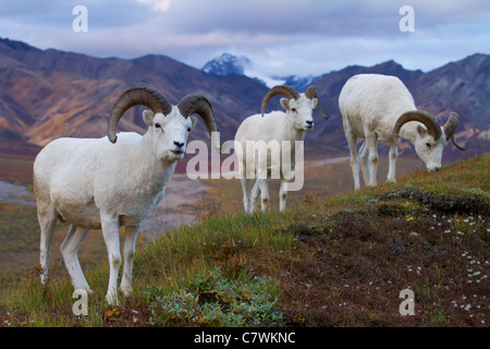 Dall's Sheep in Polychrome Pass, Denali National Park, Alaska. Stock Photo