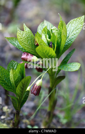 Red blossom Henbane bell (Scopolia carniolica) in spring time. Stock Photo