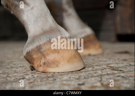 Close up of pale horse hoof Stock Photo